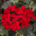 Caliente Deep Red Geranium Seeds - 25+ Pack for Garden Planting - Pelargonium x hortorum
