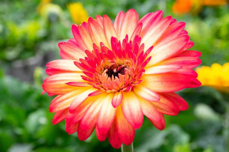 Yellow & Red Gerbera Daisy Seeds - 200+ Premium Seeds for Garden Planting - Gerbera jamesonii - USA