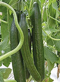 Cucumber Seeds 20+ Pack Sweet Slice Burpless Hybrid Cucumber Seeds (Cucumis sativus) USA