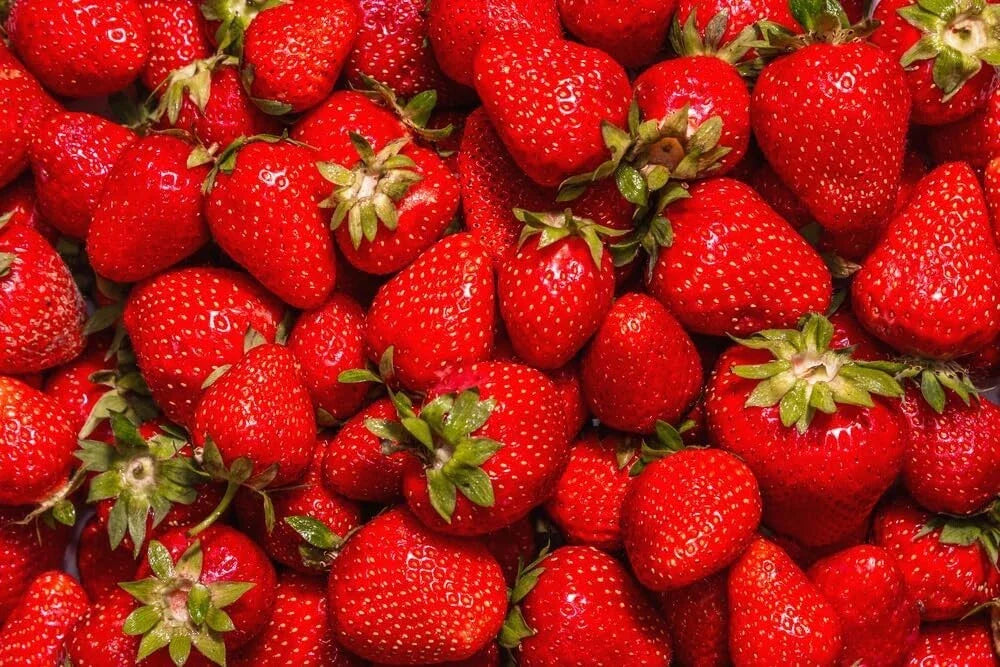 Jewel Strawberry Plants Bare Root - Everbearing, Fragaria x ananassa, High Yield, Sweet Flavor, Home Garden
