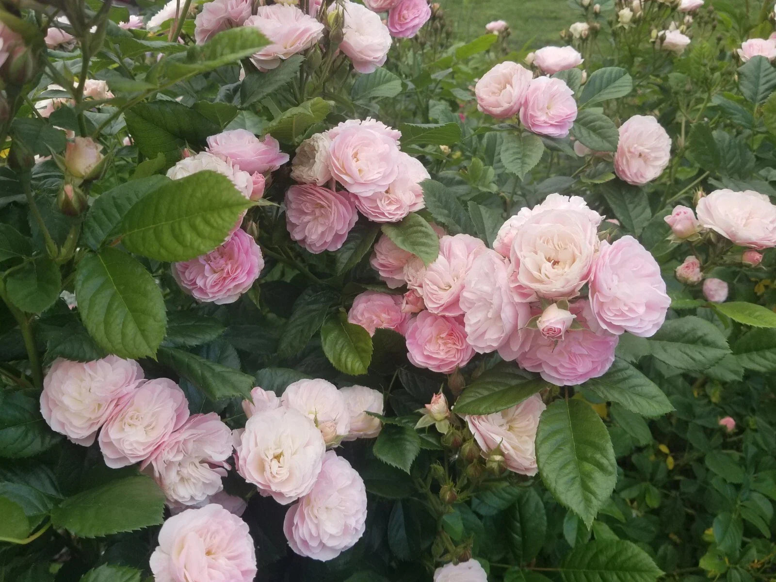 Fresh Unrooted Stem Cuttings of Bouquet Parfait Rose - Rosa 'Bouquet Parfait' - Ideal for Planting and Arranging