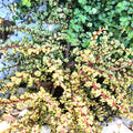 Elephant Bush Cuttings - 6 Variegated Succulent Cuttings - Drought Tolerant Easy Grow Plants - Portulacaria afra