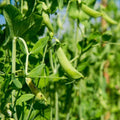 Dundale Pea Sprouting Seeds - 16 Ounce Non-GMO Sprouts for Gardening - Pisum sativum