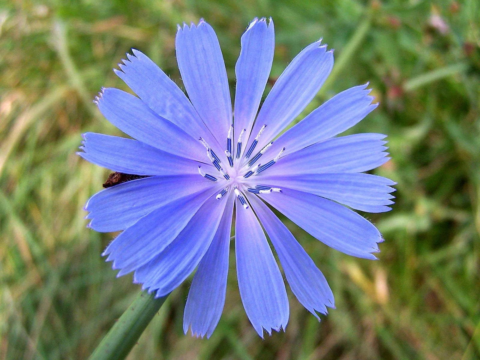 Wildflower Seeds for Planting - 2,000 Seeds - Chickroy Variety - Excellent Wildlife Food (Various Colors)