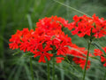 Maltese Scarlett Cross Seeds - Lychnis chalcedonica - 50+ Seeds, Vibrant Red Blooms, Easy to Grow, Garden Flowers