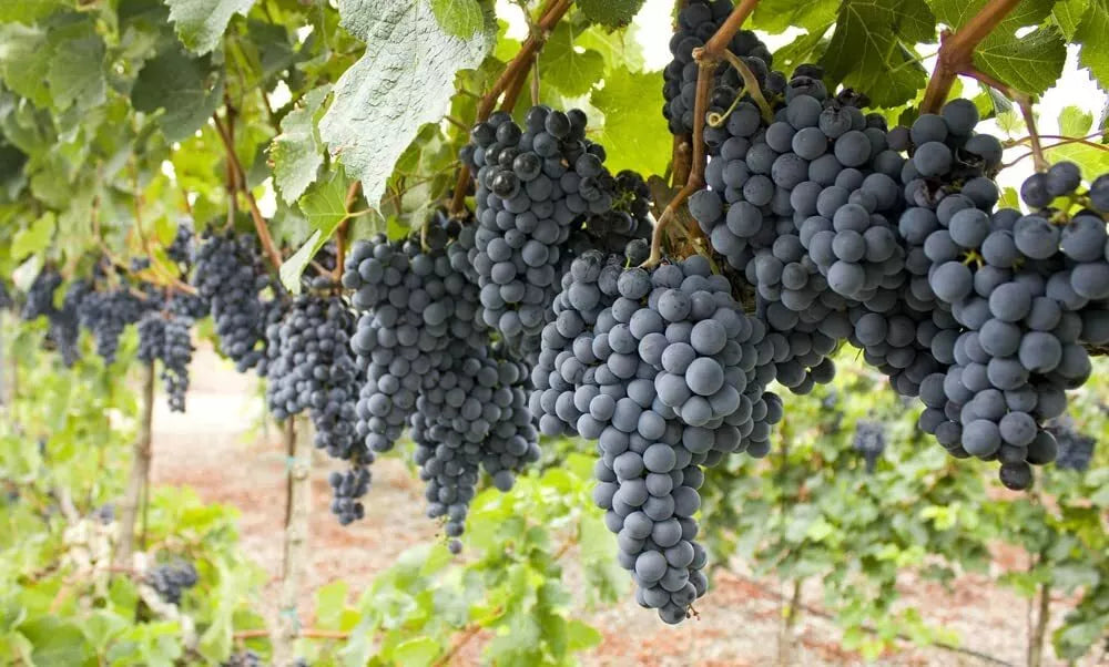 Wine Grape Vine Seeds - 50 Count - Ideal for Planting - Vitis vinifera - Ships from Iowa, USA