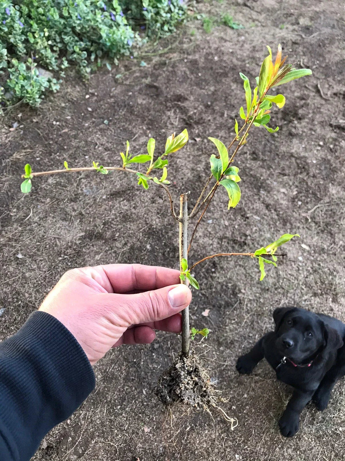 Rooted Pomegranate Cuttings - 3 Premium Plants - Punica granatum - Ideal for Gardening and Landscaping