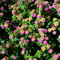 Lantana Camara Pink Caprice Seedling - 2 Pots with 2 Live Plants Each - Vibrant Pink Flowers, Hardy Perennial