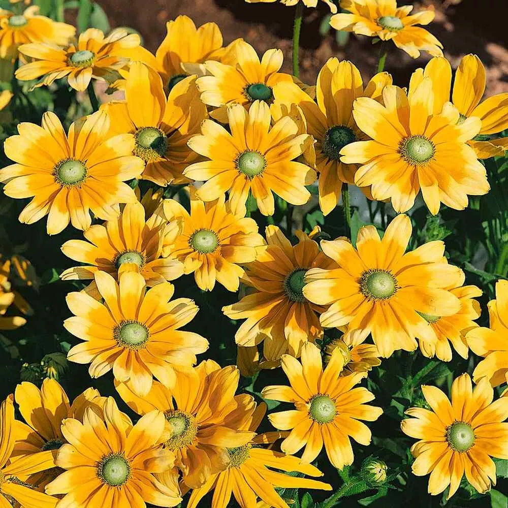 Rudbeckia Hirta Seeds - 25+ Pack - Green Eyes Wildflower - Attracts Pollinators - USA T