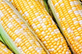 Sweet Corn Seeds - Essence Variety - Fresh Non-GMO Seed - Zea Mays - Free Shipping