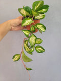 Hoya Plant 4" Pot Krimson Princess Fully Rooted (Hoya carnosa) Indoor Houseplant, Easy Care Greenery