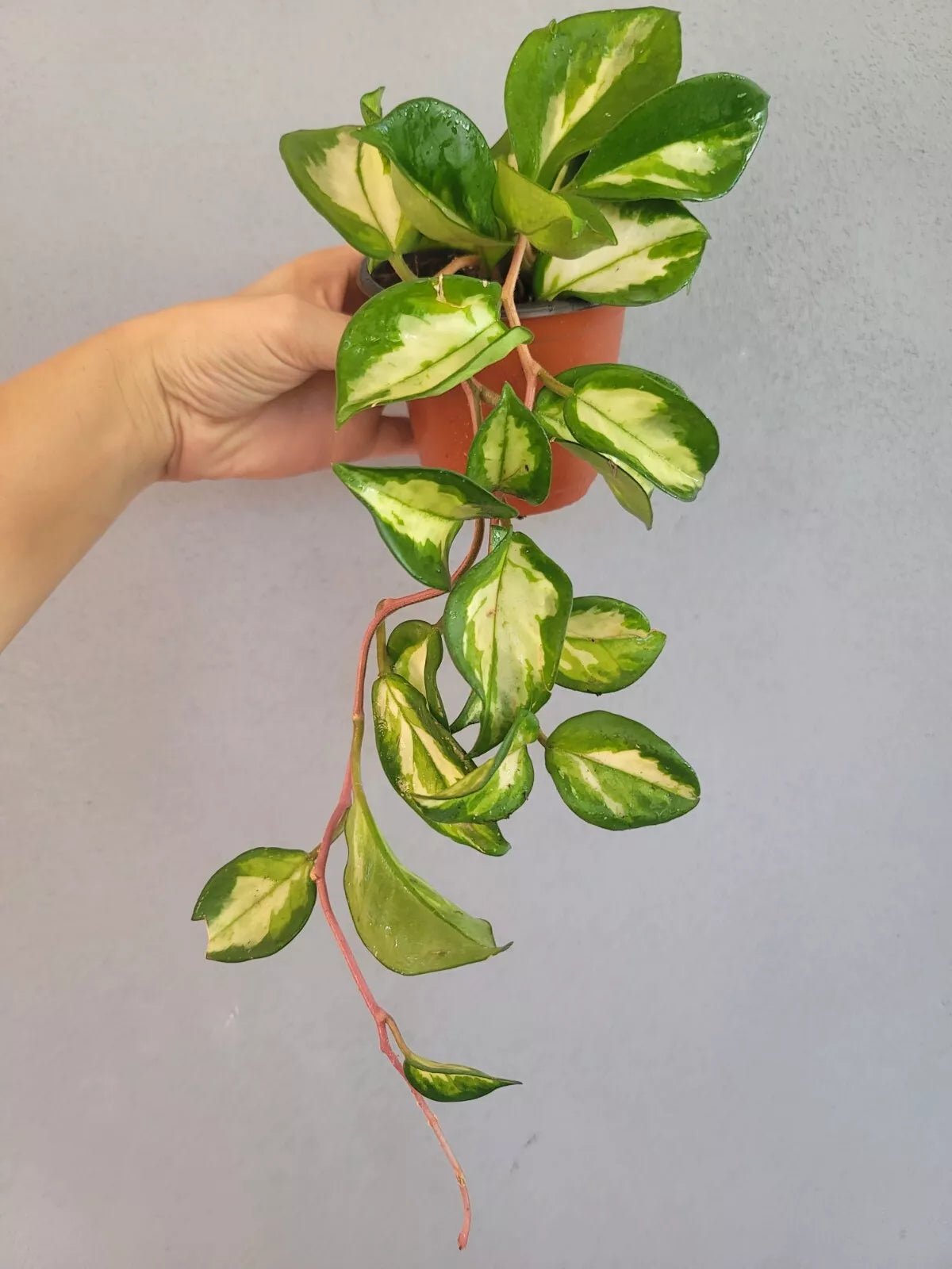 Hoya Plant 4" Pot Krimson Princess Fully Rooted (Hoya carnosa) Indoor Houseplant, Easy Care Greenery