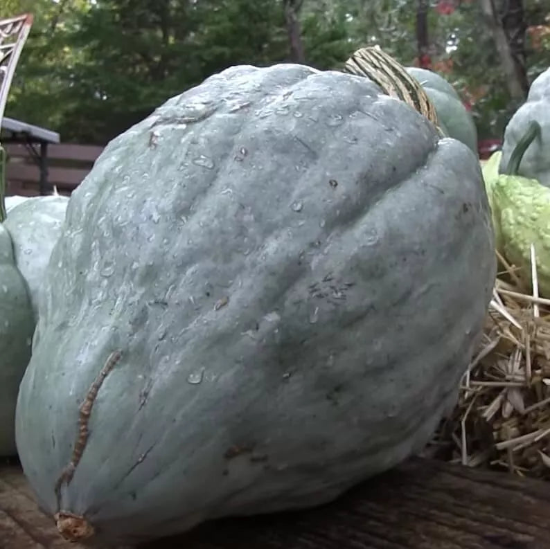 Giant Blue Hubbard Sweet Squash Seeds - 20 Heirloom NON-GMO - Rare Variety for Home Gardening - Cucurbita maxima