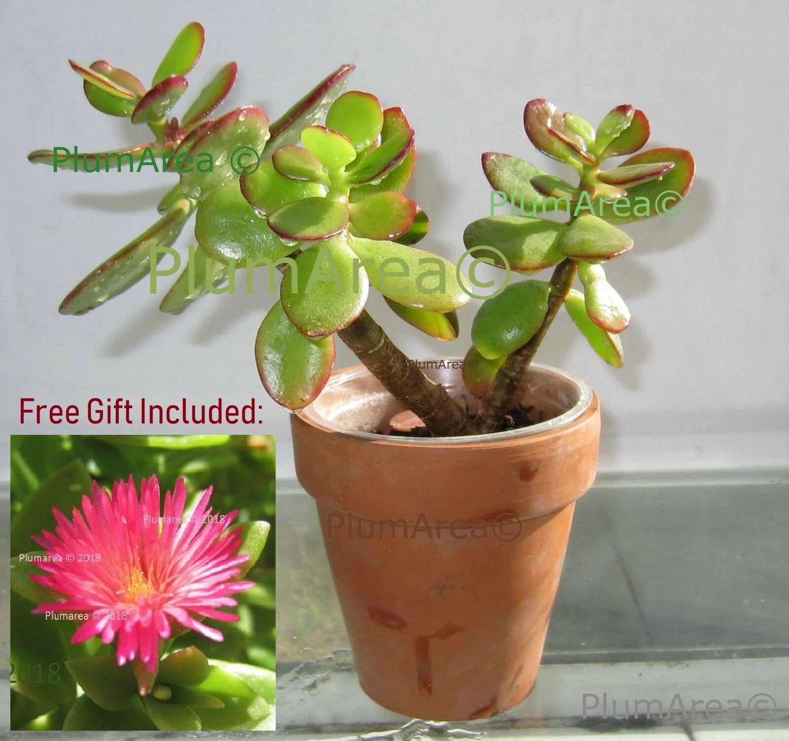 Rooted 4'' Jade Plant Succulent - Crassula Ovata - Drought Resistant Houseplant for Indoor Gardening
