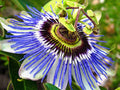 Hardy Blue Crown Passion Flower Starter Plant | Small Rooted Passiflora caerulea | Vibrant Blue Flowers