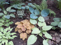 Hosta Seeds Mix - 50+ Perennial Seeds in Various Colors and Leaf Shapes - Perfect for Gardens and Landscaping