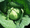 Golden Acre Cabbage Seeds, 250 Count, Heirloom Variety, Brassica oleracea, Made in USA, Ships from Iowa