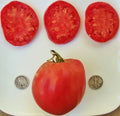 Hungarian Heart Tomato Seeds - 25 Count - Heirloom Oxheart Variety - Solanum lycopersicum