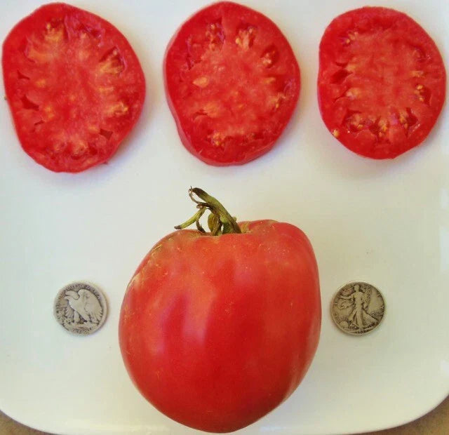 Hungarian Heart Tomato Seeds - 25 Count - Heirloom Oxheart Variety - Solanum lycopersicum