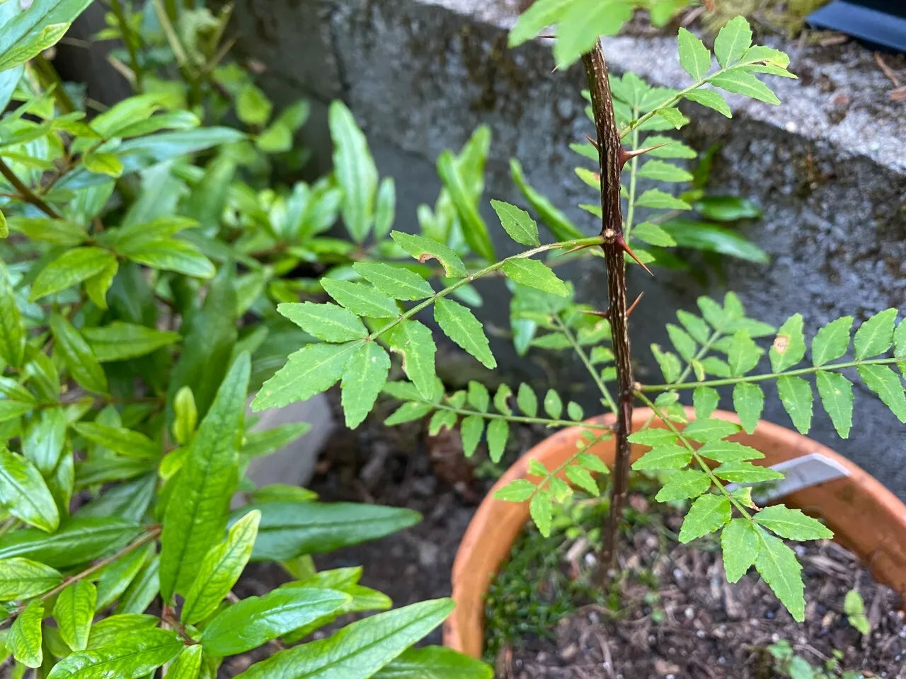 Sansho Japanese Pepper Tree Cuttings 6 Pack Zanthoxylum Piperitum Fresh Propagation USDA 6-9