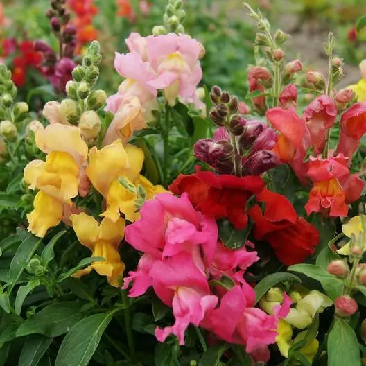 Snapdragon Seeds - MAGIC CARPET MIX - Multicolored Blooms - Non-GMO - 1000 Seeds - Antirrhinum majus