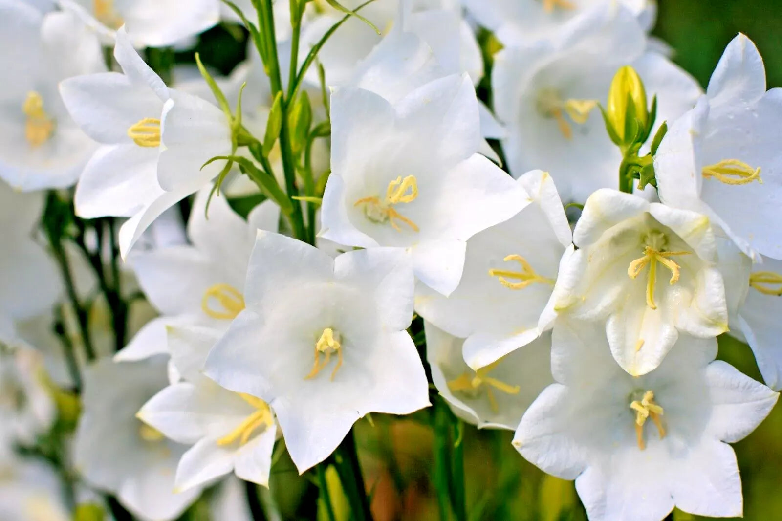 White Peach Leaf Bellflower Seeds, 250 Count, Large Bell Flowers, Easy to Grow, Campanula persicifolia