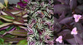 Wandering Jew Plant Cuttings Lot of 3 Types, Purple Varieties, Tradescantia spp.