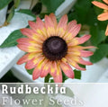 Pink Lemon Rudbeckia Seeds - 125+ Annual Flower Seeds for Garden - Bright Yellow with Pink Highlights - Rudbeckia hirta
