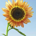 Santa Fe Sunset Sunflower Seeds - 10 Organic USA Seeds - Helianthus annuus - Free Shipping