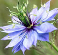 Love in a Mist Flower Seeds 300+ Nigella damascena Annual Wildflower Garden