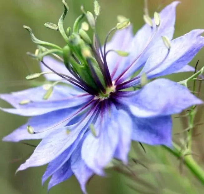 Love in a Mist Flower Seeds 300+ Nigella damascena Annual Wildflower Garden