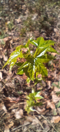 Sweet Gum Trees 5-Pack 10"-1ft Tall Rare Southern Alabama Liquidambar styraciflua Seedlings