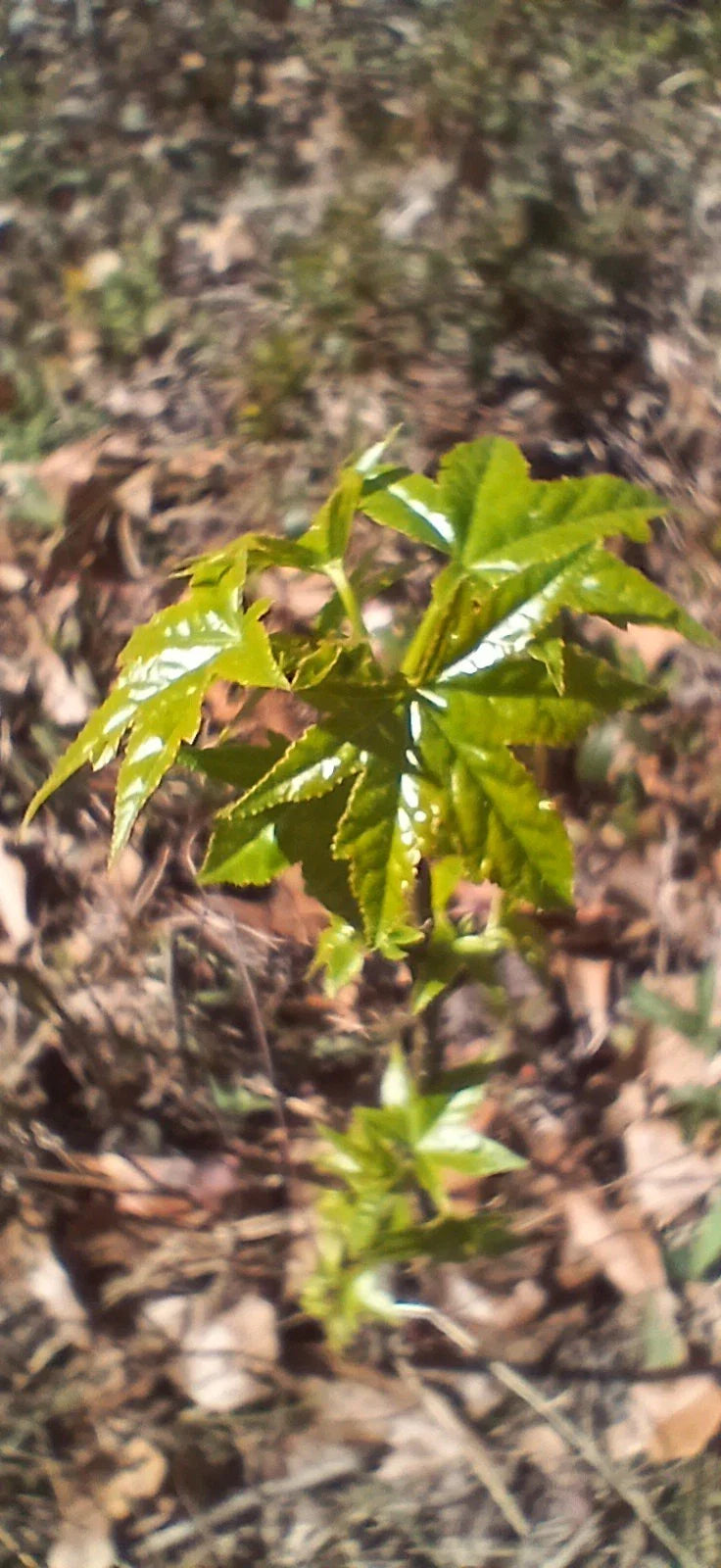 Sweet Gum Trees 5-Pack 10"-1ft Tall Rare Southern Alabama Liquidambar styraciflua Seedlings