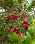 Mayhaw Fruit Tree Seedling 1ft Crataegus aestivalis Bare Root USA Seller