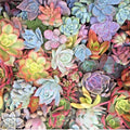 Succulent Cuttings 25 Mixed 1-2" Live Unrooted Rosettes Pastels Red Jade
