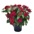 Pentas Seeds 100 Count Graffiti Bright Red Pentas lanceolata - Vibrant Flowering Plants for Garden or Landscape