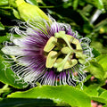 Purple Passion Fruit Flower Seeds - Granadilla Vine - Passiflora edulis - Exotic Garden Plant Seeds
