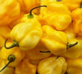 Yellow Habanero Hot Pepper Seeds - 30+ "Caribbean Yellow" - Capsicum chinense - Ideal for Salsa - Free Shipping