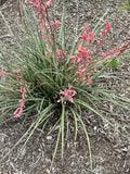 False Yucca Seedlings, Coral Yucca, Red Yucca, Yucca Rostrata, Drought-Tolerant Perennial, Low Maintenance Plant