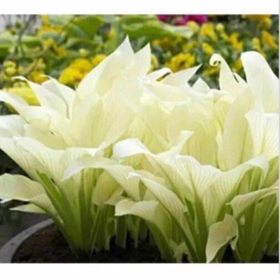 Hosta Plantaginea Seeds - 20pcs Fragrant Plantain, Fire and Ice Variety, White Lace for Shade Gardens