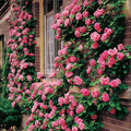 Climbing Pink Rose Seeds - 10 Perennial Flower Seeds for Blooming Shrub - Rosa spp.