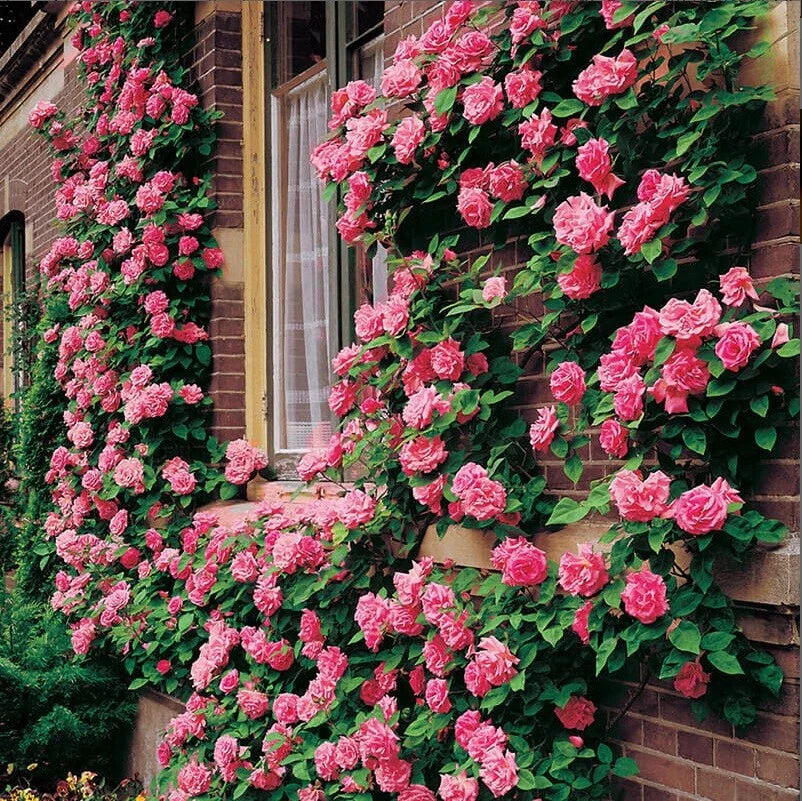 Climbing Pink Rose Seeds - 10 Perennial Flower Seeds for Blooming Shrub - Rosa spp.