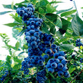 Blueberry Tree Seeds - Southern Highbush Variety - Cold Hardy Garden Fruit Plant - Vaccinium corymbosum