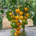 Yellow Cherry Tomato Seeds - 100 Organic Seeds - Heirloom Variety - USA Grown - Perfect for Home Gardening