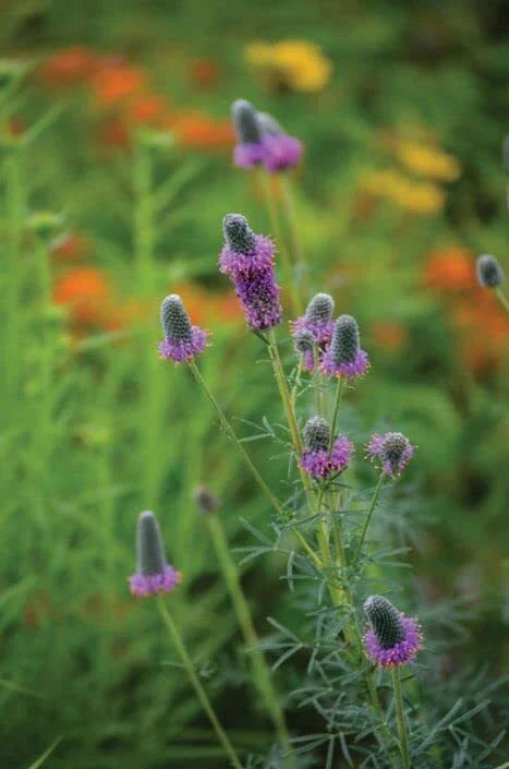 Purple Prairie Clover Seeds - 50 Count - Dalea purpurea - Native Wildflower for Pollinator Gardens and Landscaping
