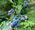 Evergreen Blueberry Plant Cuttings - 4 Pack, Red Fall Color, Abundant Berries, Edible Landscaping, Vaccinium spp.