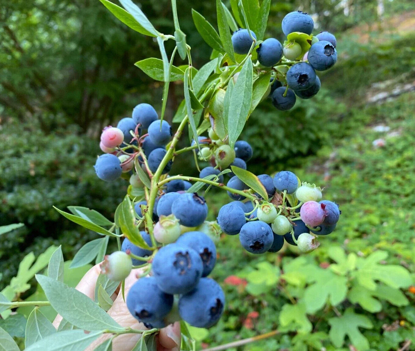 Evergreen Blueberry Plant Cuttings - 4 Pack, Red Fall Color, Abundant Berries, Edible Landscaping, Vaccinium spp.