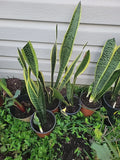 Live Snake Plant 18 Inches Tall - Sansevieria trifasciata - Rooted Indoor Plant for Home Decor and Air Purification