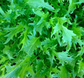 Mizuna Mustard Seeds 300+ Count - Asian Culinary Garden Microgreens - Brassica rapa var. nipposinica
