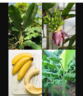 Dwarf Orinoco Banana Tree Starter Plant - Small Rooted Musa Variety - Tropical Indoor/Outdoor Garden Plant